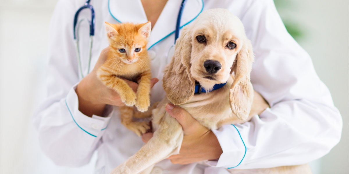Why Preventive Care Is the Key to Your Pet's Long-Term Health Why Preventive Care Is the Key to Your Pet's Health